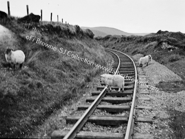 SHEEP ON RAILWAY LINE